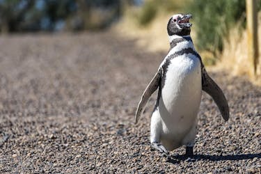 Visite privée de la réserve de pingouins à Punta Tombo depuis Puerto Madryn